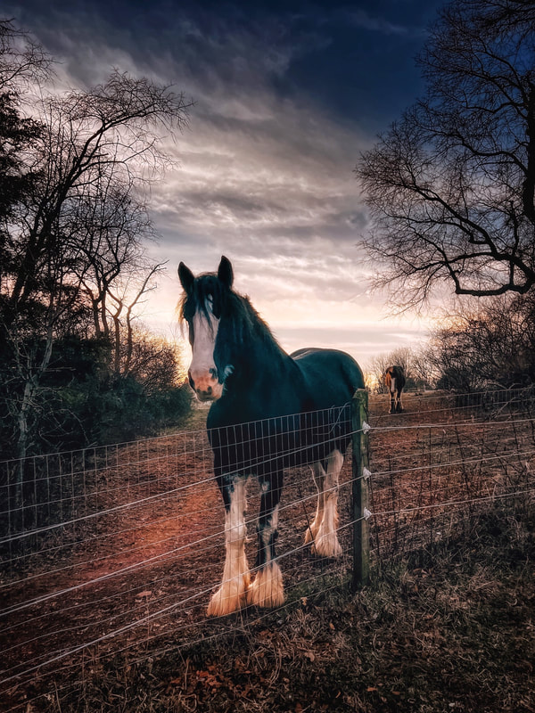 Axe And Root Homestead Draft Horses Belong in Permaculture System Homestead or Farm